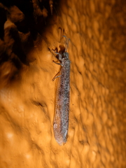 Myrmeleontidae
