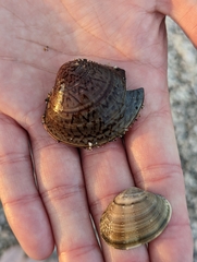 Meretrix petechialis