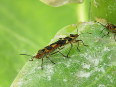 Oncopeltus unifasciatellus