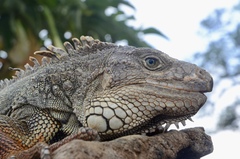 Iguana