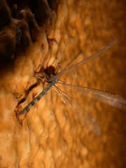 Myrmeleontidae