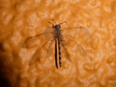 Myrmeleontidae