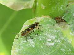 Oncopeltus unifasciatellus