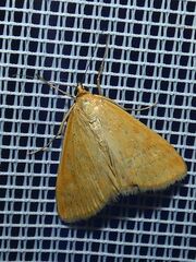 Sitochroa verticalis