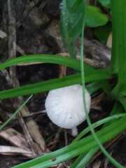 Oudemansiella australis