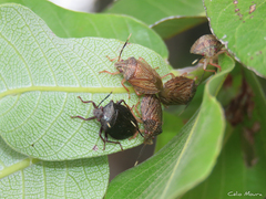 Antiteuchus sepulcralis