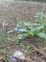 Stachytarpheta jamaicensis