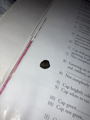 Daldinia concentrica