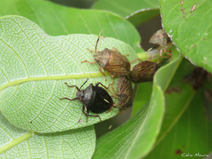 Antiteuchus sepulcralis