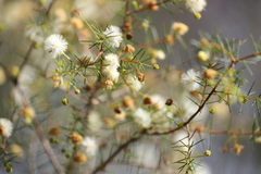 Acacia ulicifolia