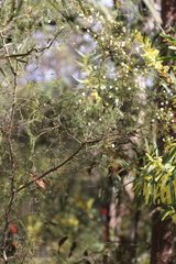 Acacia ulicifolia