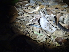 Cryptophis nigrescens