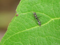 Pseudomyrmex gracilis