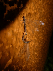 Myrmeleontidae