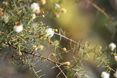 Acacia ulicifolia