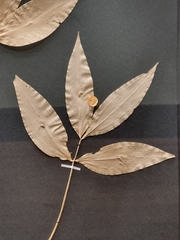 Ruscus streptophyllus