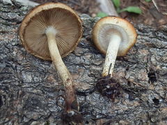 Pholiota rufodisca