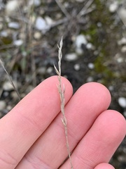 Festuca trachyphylla