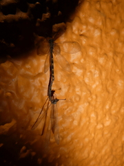 Myrmeleontidae