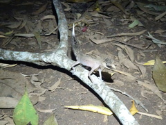 Carphodactylus laevis