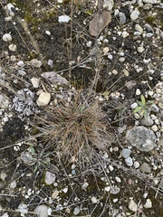 Festuca trachyphylla