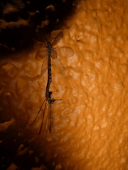 Myrmeleontidae