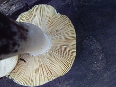 Russula integra