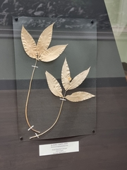 Ruscus streptophyllus