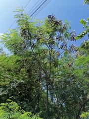 Leucaena