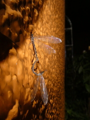 Myrmeleontidae