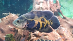Astronotus