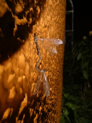 Myrmeleontidae