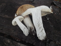 Russula integra