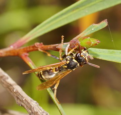 Ropalidia socialistica