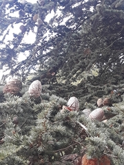 Cedrus atlantica