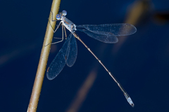 Lestes vidua