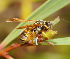 Ropalidia socialistica