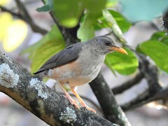 Turdus pelios
