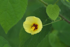Malvaceae