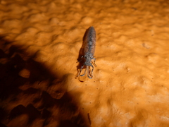 Myrmeleontidae