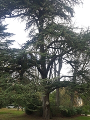 Cedrus atlantica