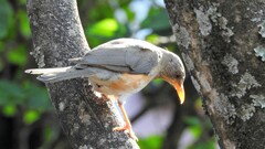 Turdus pelios
