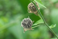 Malvaceae