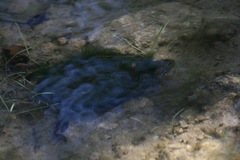 Kinosternon sonoriense