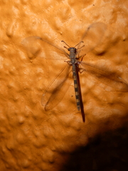 Myrmeleontidae