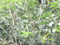 Scenopoeetes dentirostris