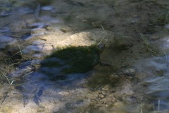 Kinosternon sonoriense