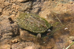 Kinosternon sonoriense