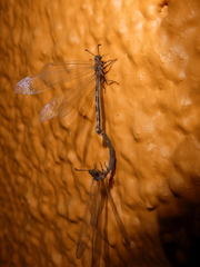 Myrmeleontidae