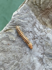 Eurymerodesmus